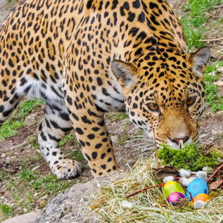 Jaguar čichá k barevné velikonoční dekoraci s vejci a mechem. V pozadí jsou vidět zelené rostliny a čerstvá louka. | © Zoo Salzburg Hellbrunn