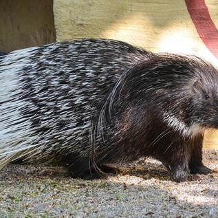 Ein Stachelschwein läuft über den Boden. Es hat ein glänzendes, schwarzes Fell mit weißen Stacheln. | © Zoo Salzburg