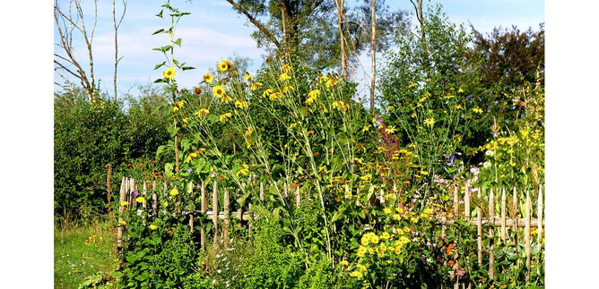 A colorful garden with tall sunflowers and a wooden wall. In the background, trees and a clear sky can be seen. | © Simon P. Haigermoser