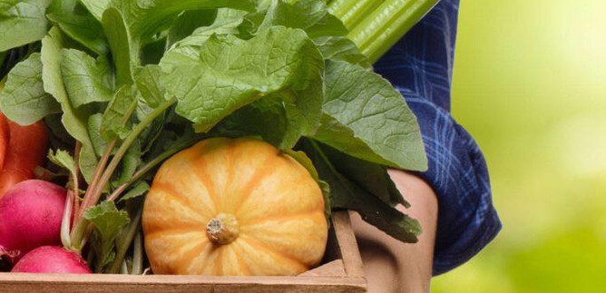 A basket of fresh vegetables, including radishes, celery, and a pumpkin, is held by a person. The background is blurred and shows a green, natural setting. | © Bio-Markt Borromäuspoint