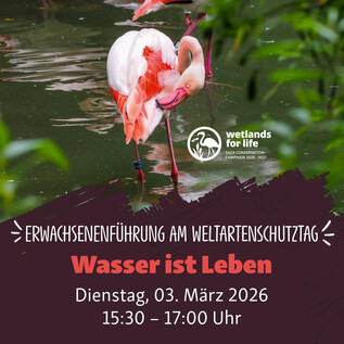 A group of penguins is standing on a rock. They have striking black and white plumage and are surrounded by green vegetation. | © Zoo Salzburg