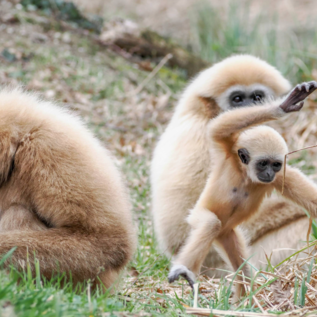 Three gibbons are sitting on the ground. A young gibbon is playing while the other two are calm. | © Zoo Salzburg Hellbrunn