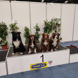 A classic car interior with a white steering wheel and many instruments. The details of the dashboard are elegant and nostalgic. | © KVS - Kynologischer Verein Salzburg