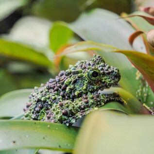 Zelená žába sedí mezi rostlinnými listy. Pleť žáby má výraznou, nepravidelnou texturu. | © Zoo Salzburg