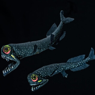 Two luminous fish swim in dark water. They have striking eyes and sharp teeth. | © Haus der Natur Salzburg