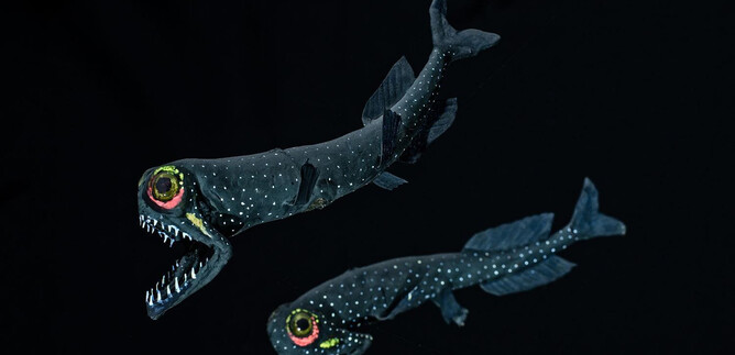 Two luminous fish swim in dark water. They have striking eyes and sharp teeth. | © Haus der Natur Salzburg