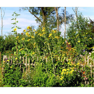 A colorful garden with tall sunflowers and lush greenery. A wooden picket fence surrounds the blooming landscape. | © Simon P. Haigermoser