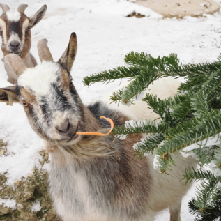 Two goats stand in the snow and are eating from a fir tree. One goat is looking curiously at the camera. | © Zoo Salzburg Hellbrunn